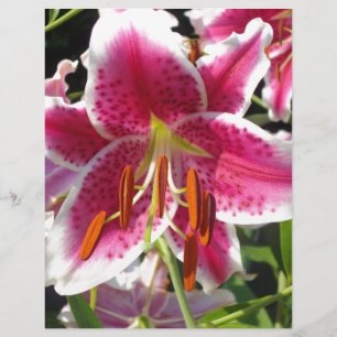 Flor rosa-rosa-rosa-rosa-rosa-rosa-rosa-rosa-rosa,