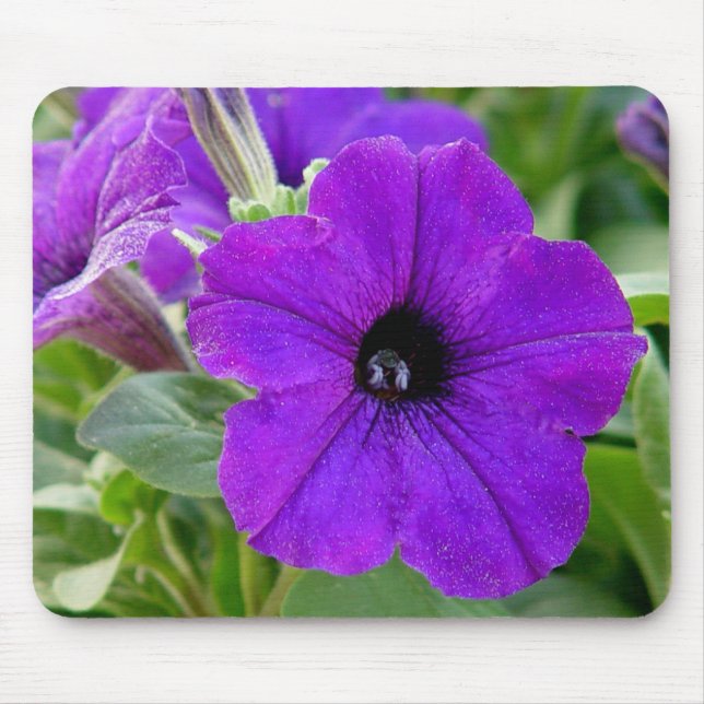Flor roxa Mousepad dos petúnias (Frente)