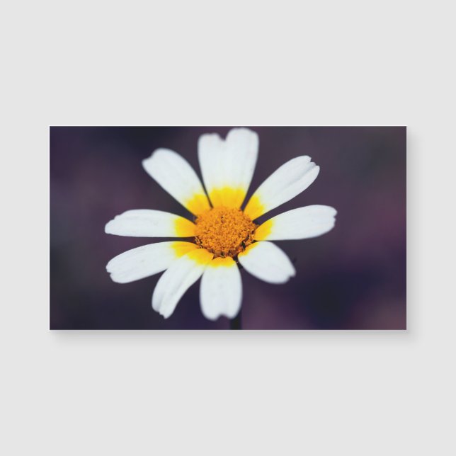 Flor selvagem (Frente)