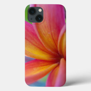 Flor Tropical de Plumeria Rosa Greve