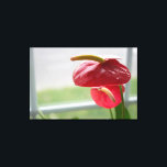 Flor Tropical Red Anthurium na Canvas<br><div class="desc">A luz do sol dança neste lindo e florescente anturium enquanto se senta por uma janela. A vibrante cor vermelha e verde desta flor em forma de coração capta a atenção do espectador.</div>