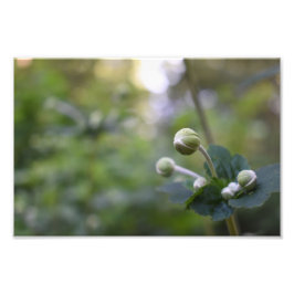 Flor Verde Jardim da Flor Natureza Fotografia Flor