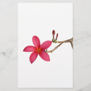 Flor vermelha do Frangipani