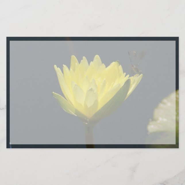 Flor Waterlily de Lotus Amarelo (Frente)