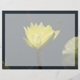 Flor Waterlily de Lotus Amarelo