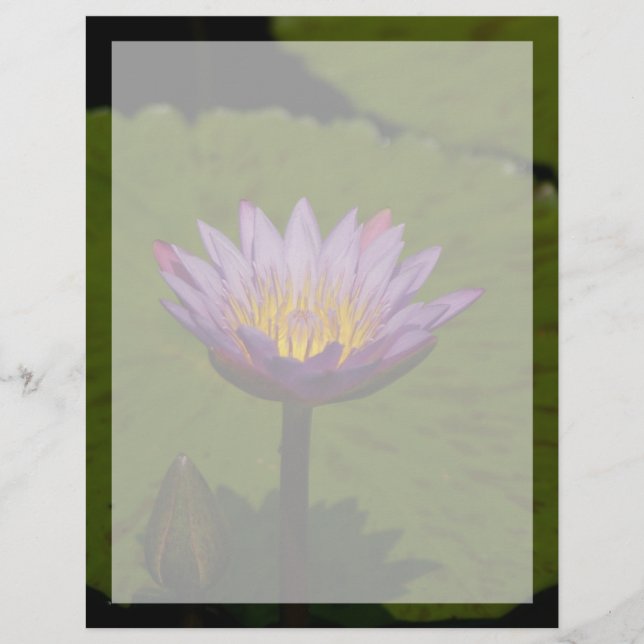 Flor Waterlily Puro Lotus (Frente)