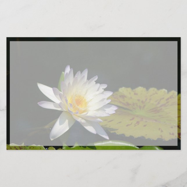 Flor Waterlily White Lotus (Frente)