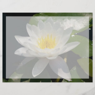 Flor Waterllly do Lotus Branco
