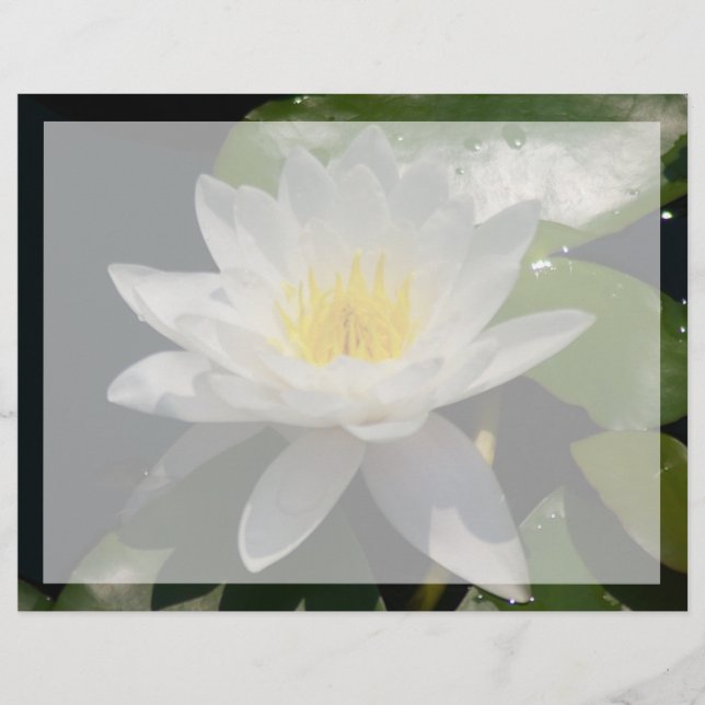 Flor Waterllly do Lotus Branco (Frente)