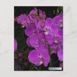 FLORA COLORIDA Nº 3 Cartões postais