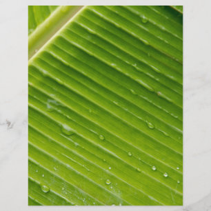 Flora Dominica 1