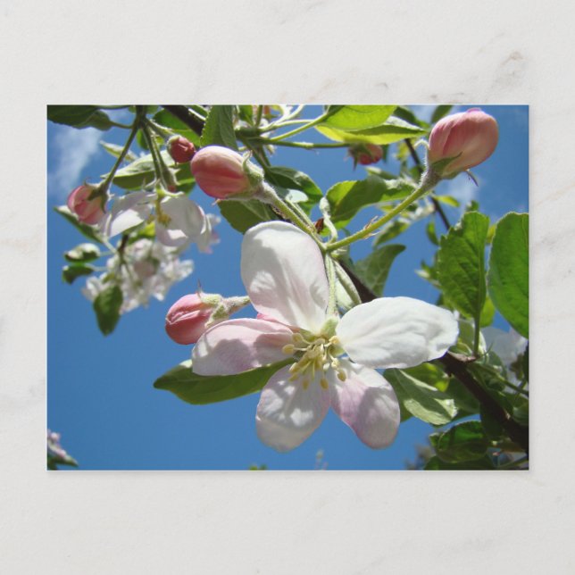 FLORADAS DE MAÇÃ Cartões Postais da Primavera (Frente)