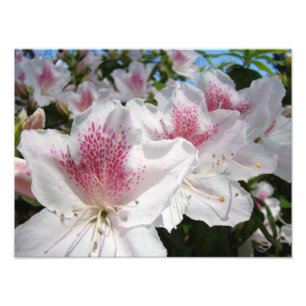 Florais de Fotografia do Jardim das Flores de Azal