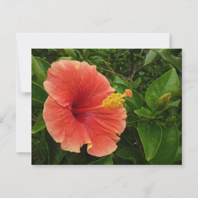 Floral Tropical de Laranja Hibiscus (Frente)