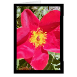 Floral Velvet Punch - Canção do Sol. 4:10. Cartão