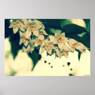 Flores #4201 1 Poster