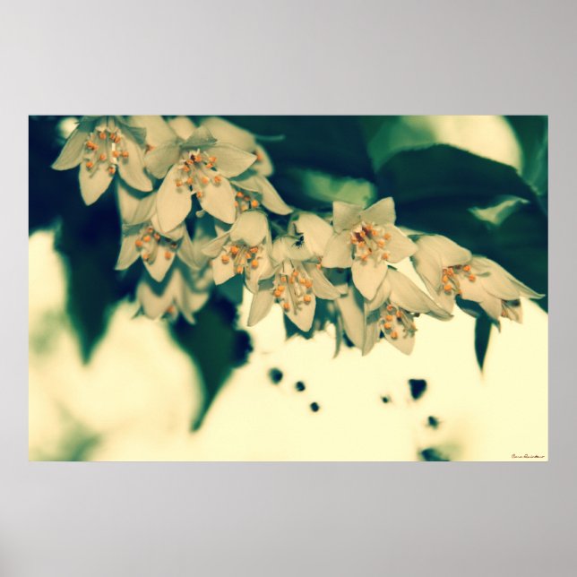 Flores #4201 1 Poster (Frente)