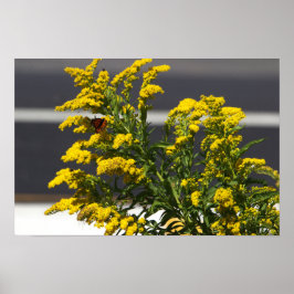 Flores Amarelas com Poster de Borboleta