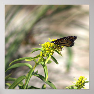 Flores Amarelas com Poster de Borboleta
