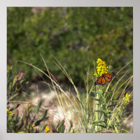 Flores Amarelas com Poster de Borboleta