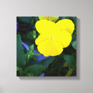 Flores Amarelas de Pansy Spring Flores de Canvas F
