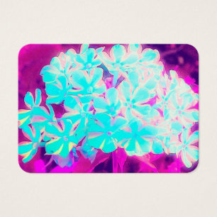 Flores azuis do Phlox da torção do Peppermint do