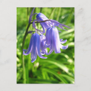 Flores Bluebell - Cartão postal