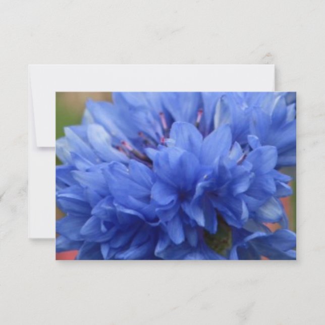 Flores borboleta azul Blissful Blossoms (Frente)