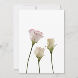 flores brancas de lisianthus, trio