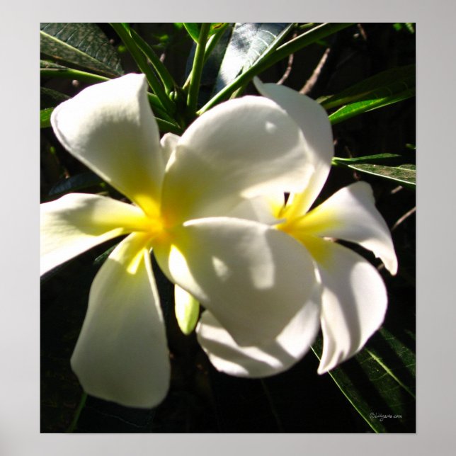 Flores Brancas de Plumaria Frangipani Poster Impre (Frente)