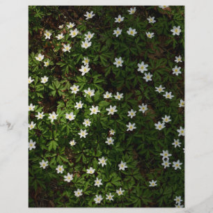 Flores brancas de primavera em papel de álbum de r
