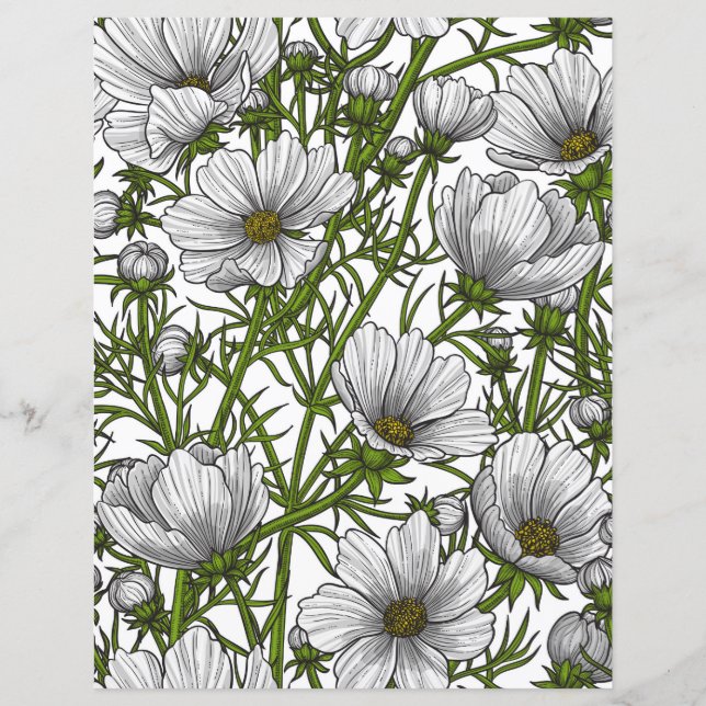 Flores brancas do cosmos (Frente)