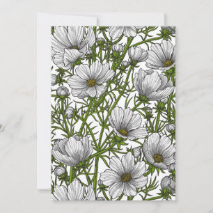 Flores brancas do cosmos