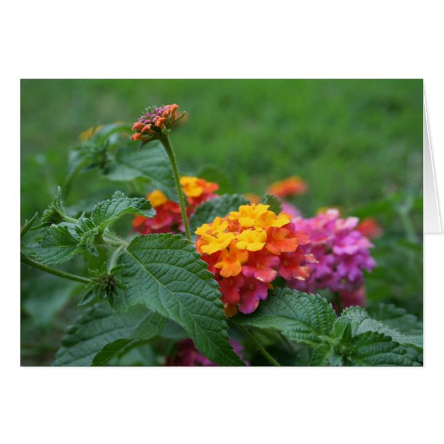 [Flores Coloridas] Lantana camara - Cartão Saudáve (Frente Horizontal)