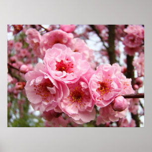 Flores cor-de-rosa Brilhantes Impressão