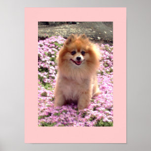 Flores cor-de-rosa pequenas do poster   Marley
