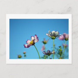 Flores Cosmos: Cartão Postal do Japão