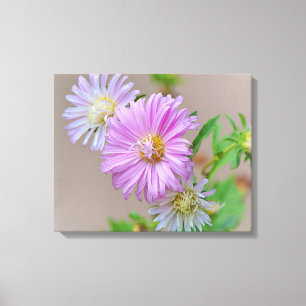 Flores de Aster Rosa Flores Canvas