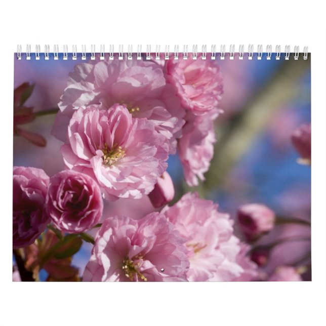 Flores de Calendário (Capa)