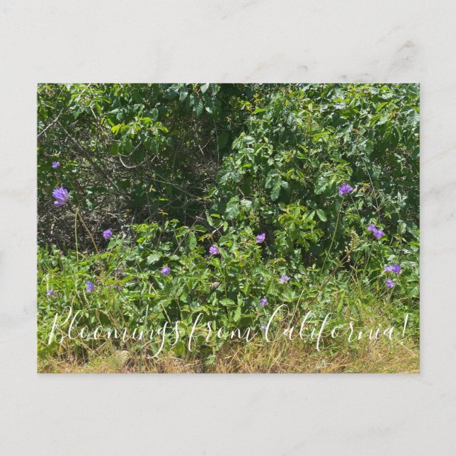 Flores de Califórnia! Cartão postal (Frente)