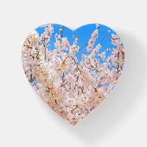 Flores de cereja em sangue de Cheio