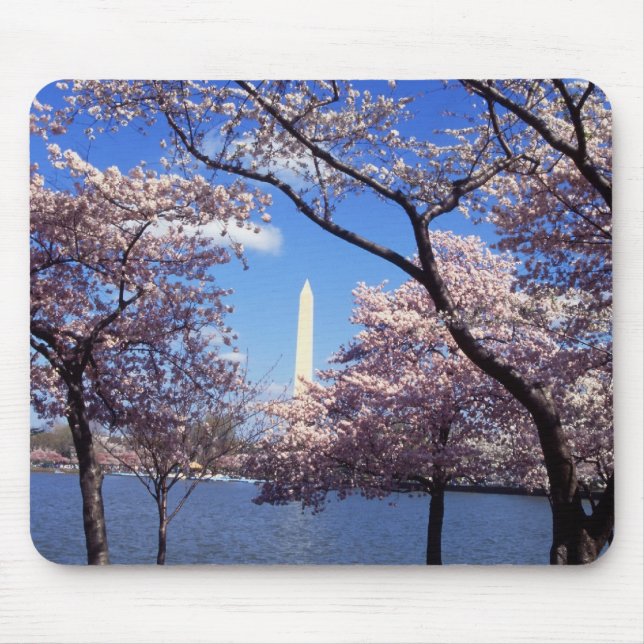 Flores de cerejeira no mousepad do Washington DC (Frente)