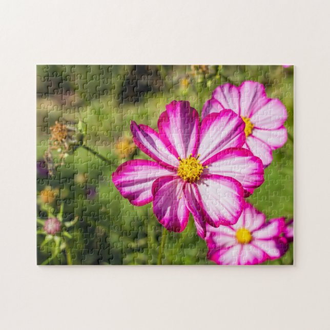 Flores De Cosmos Brancos, Rosa E Quebra-cabeça (Horizontal)