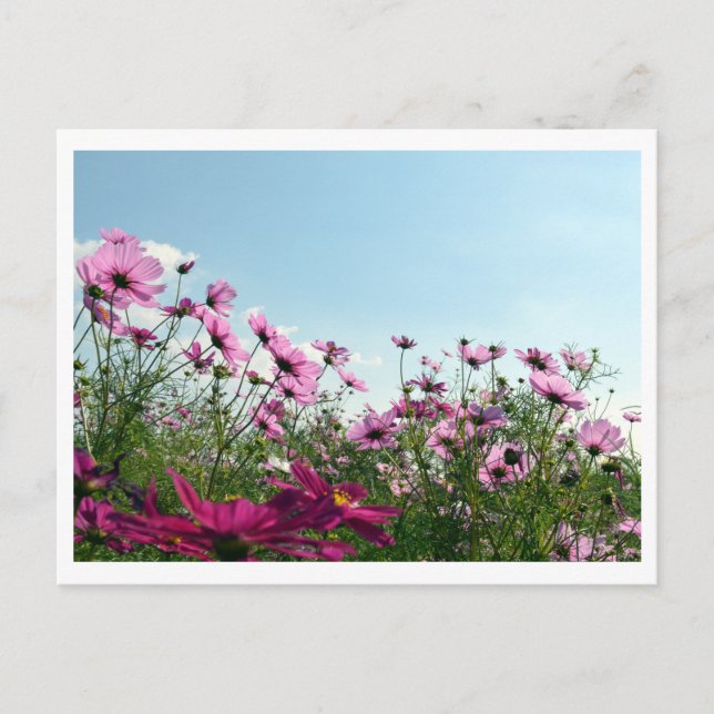 Flores de Cosmos: Cartão Postal do Japão (Frente)