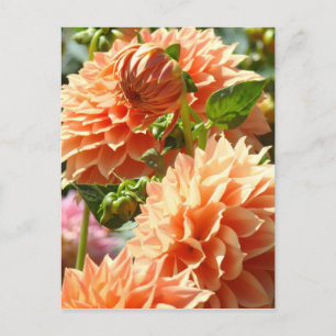 Flores de Dália Laranja cartões postais Dálias Flo