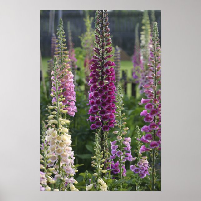 Flores de dedaleira ... poster (Frente)
