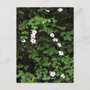 Flores de Dogwood nos bosques... Cartão postal