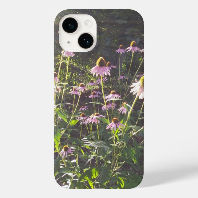 Flores de Echinacea ao Sol (Verso)