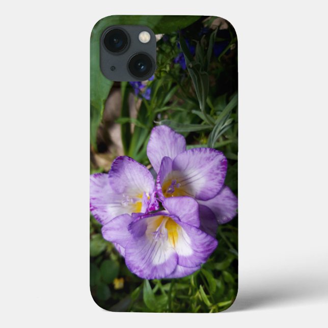 Flores de Freesia Roxo (Verso)