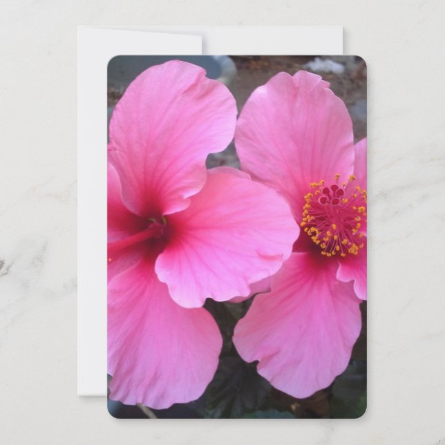 Flores de Hibisco Rosa (Frente)